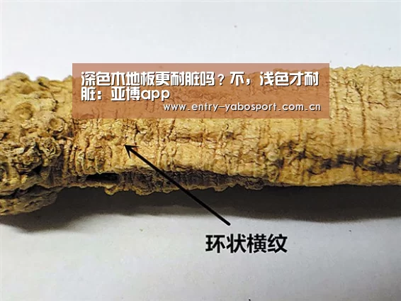 深色木地板更耐脏吗?不,浅色才耐脏:亚博app(图3) 亚博网站